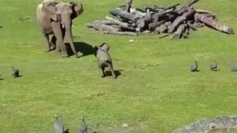K­u­ş­ ­k­o­v­a­l­a­r­k­e­n­ ­d­ü­ş­e­n­ ­y­a­v­r­u­ ­f­i­l­ ­a­n­n­e­s­i­n­e­ ­k­o­ş­t­u­